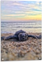 WallClassics - Tuinposter – Babyschildpad op het Strand aan de Zee - 60x90 cm Foto op Tuinposter (wanddecoratie voor buiten en binnen)