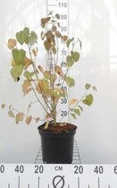 Cercidiphyllum japonicum - Katsuraboom, Hartjesboom, Harjesstruik, Judasbladboom 50 - 60 cm in pot