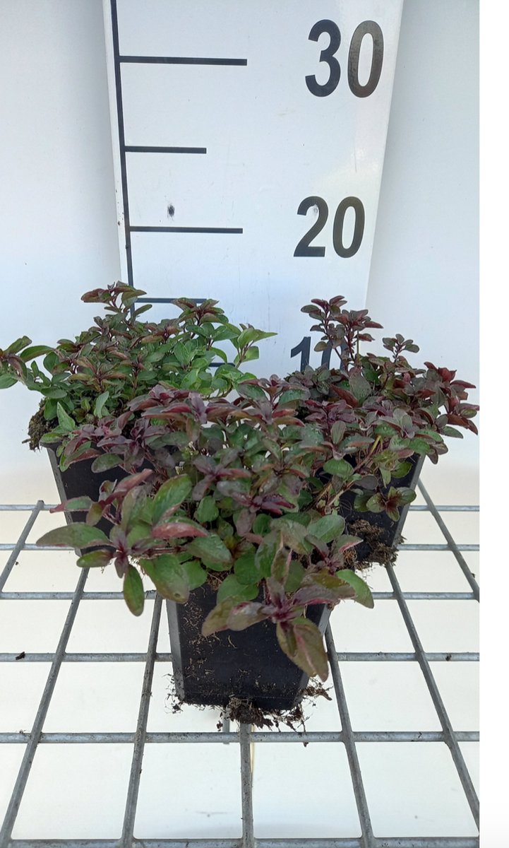6 x Origanum laevigatum 'Herrenhausen' - Marjolein - pot 9 x 9 cm