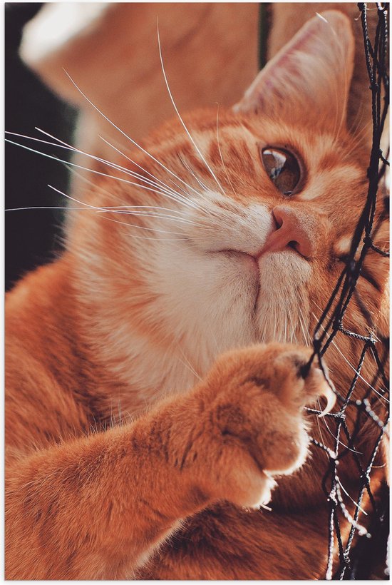 Poster Glanzend – Nieuwsgierige Ginger Kat in Net - 40x60 cm Foto op Posterpapier met Glanzende Afwerking