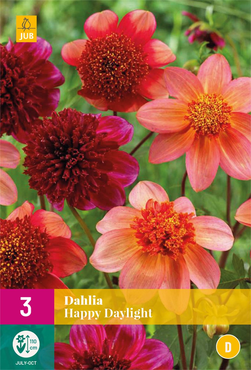 Dahlia Happy Daylight - 3st - Bloembollen - JUB Holland