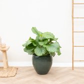 Calathea Orbifolia - 70cm