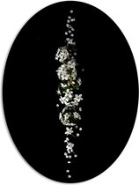 PVC Schuimplaat Ovaal - Rij Witte Bloemetjes tegen Zwarte Achtergrond - 81x108 cm Foto op Ovaal (Met Ophangsysteem)
