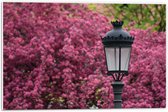 PVC Schuimplaat - Zwarte Klassieke Lantaarnpaal voor Roze Bloemenstruik - 60x40 cm Foto op PVC Schuimplaat (Met Ophangsysteem)