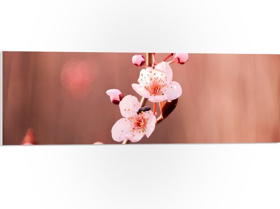 PVC Schuimplaat - Tak met Roze Sakura Bloemen - 90x30 cm Foto op PVC Schuimplaat (Met Ophangsysteem)