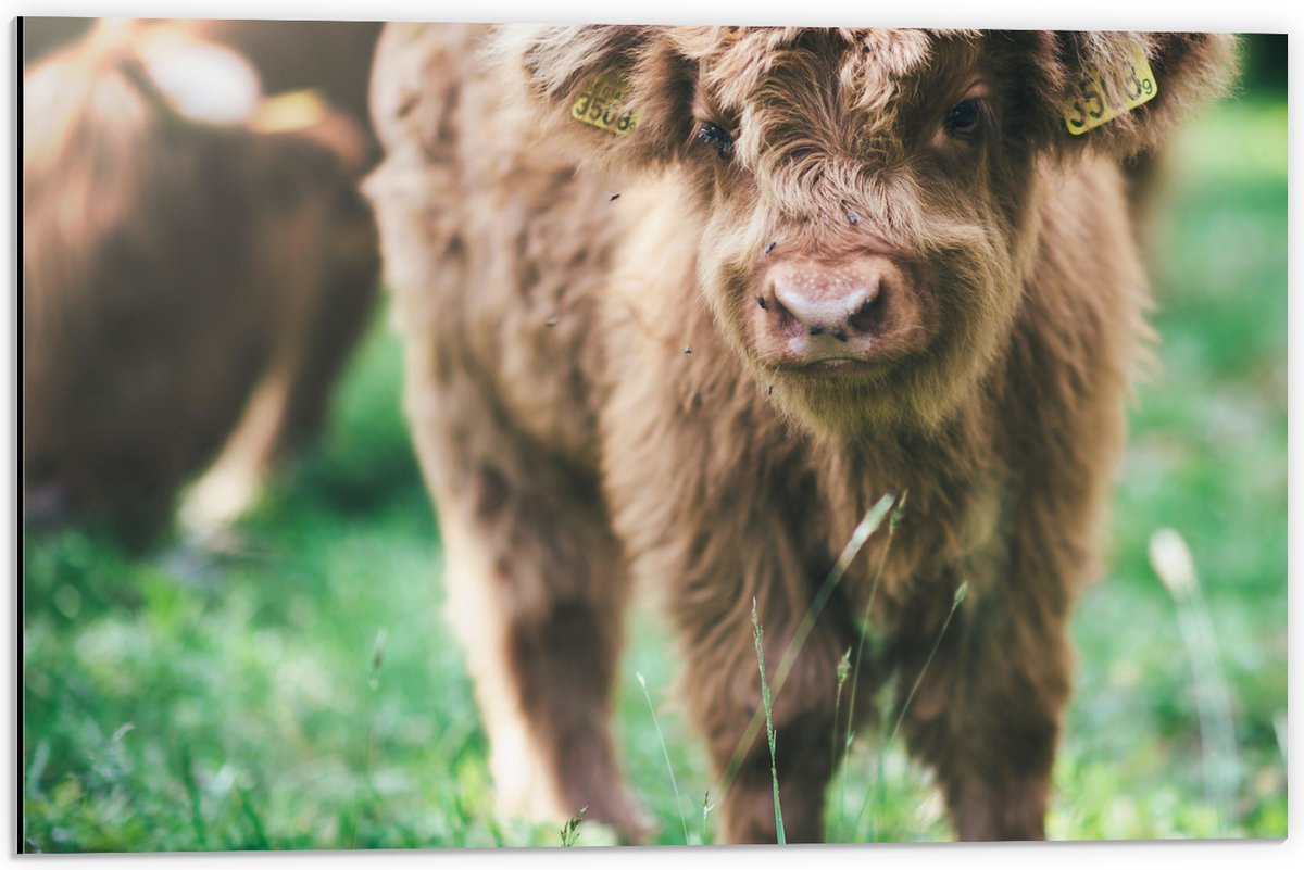 Dibond - Baby Schotse Hooglander met Oornummers - 60x40 cm Foto op Aluminium (Wanddecoratie van metaal)