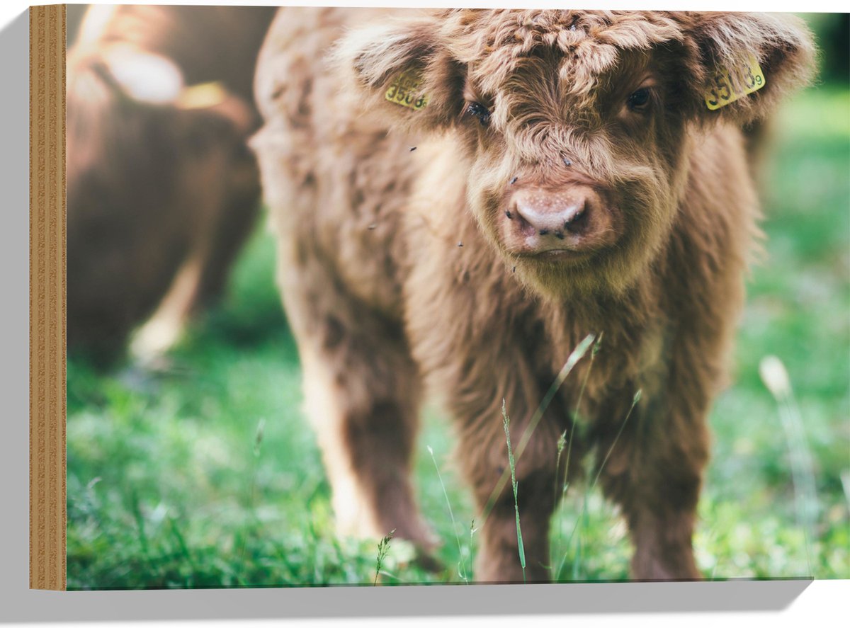 Hout - Baby Schotse Hooglander met Oornummers - 40x30 cm - 9 mm dik - Foto op Hout (Met Ophangsysteem)