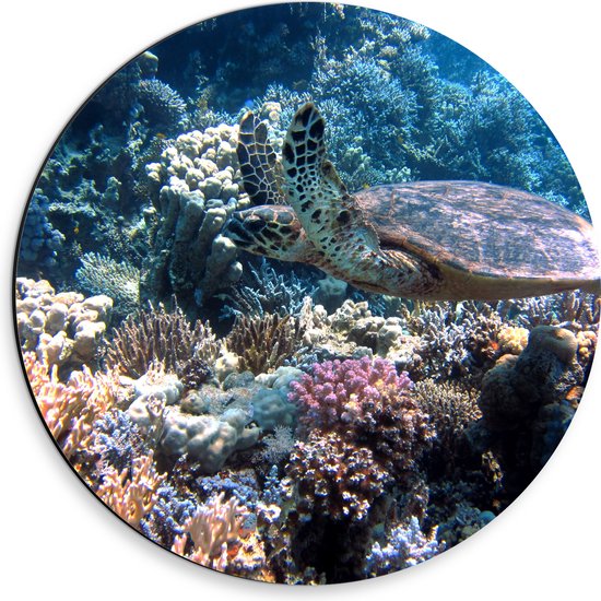 Dibond Muurcirkel - Blije Schildpad Zwemmend tussen Verschillende Kleuren Koraal - 30x30 cm Foto op Aluminium Muurcirkel (met ophangsysteem)
