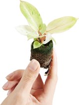 PLNTS - Baby Philodendron Snowdrift - Kamerplant - Stekplantje 3 cm - Hoogte 8 cm