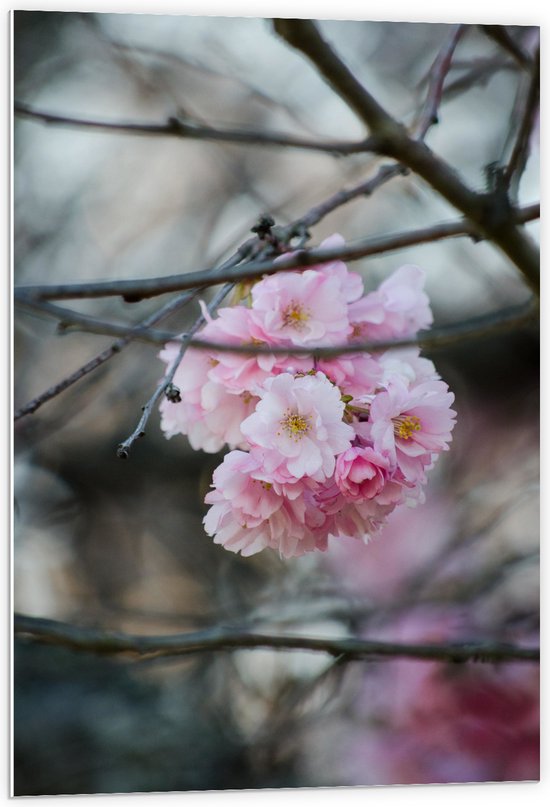 PVC Schuimplaat- Licht Roze Bloemen aan een Tak - Sakura - 60x90 cm Foto op PVC Schuimplaat