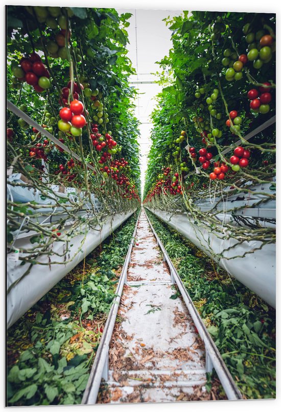 Dibond - Rails langs Tomaten in Kwekerij - 60x90 cm Foto op Aluminium (Met Ophangsysteem)