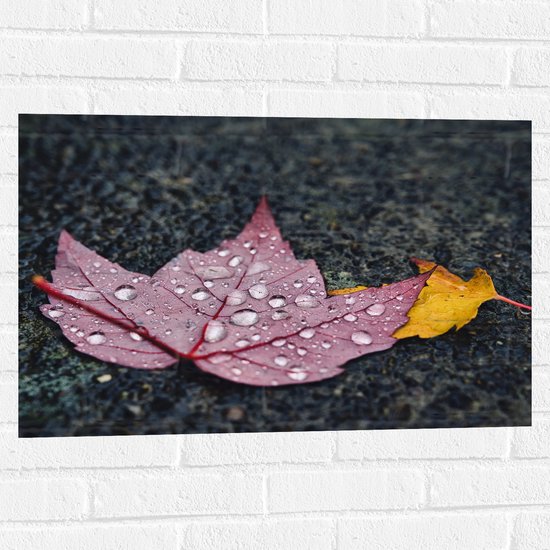 WallClassics - Muursticker - Grote Regendruppels op Rood Blad - 75x50 cm Foto op Muursticker