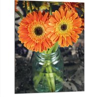 Dibond - Oranje Gerbera Jamesonii Bloemen - 75x100 cm Foto op Aluminium (Wanddecoratie van metaal)