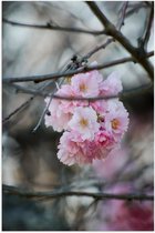 Poster Glanzend – Licht Roze Bloemen aan een Tak - Sakura - 50x75 cm Foto op Posterpapier met Glanzende Afwerking