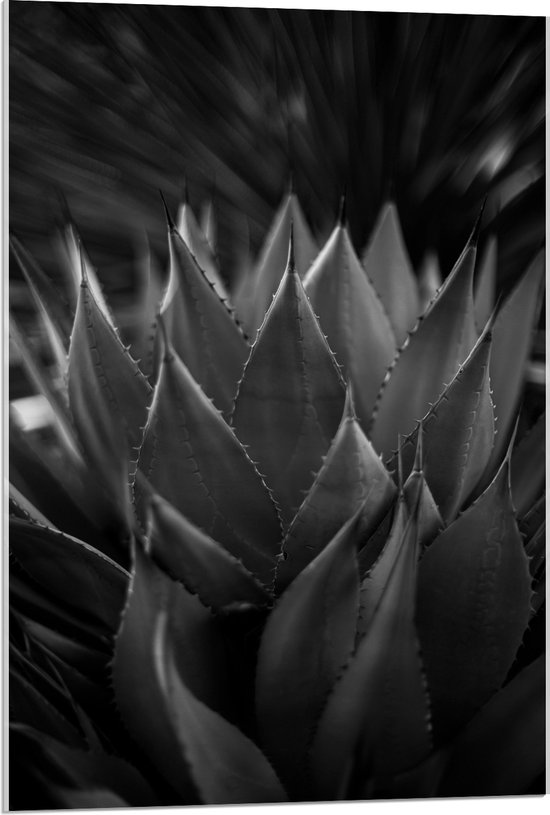 WallClassics - Verre Acrylique - Gros Plan de la Plante Agave shawii (noir/blanc) - 60x90 cm Photo sur Verre Acrylique (avec système de suspension)