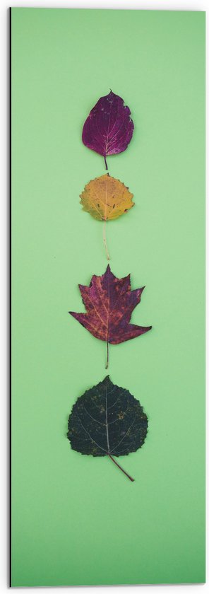 Dibond - Verschillende Soorten en Kleuren Bladeren op Groene Achtergrond - 30x90 cm Foto op Aluminium (Met Ophangsysteem)