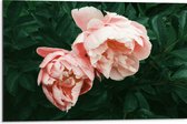 WallClassics - Dibond - Duo Roze Bloemen - 75x50 cm Foto op Aluminium (Met Ophangsysteem)