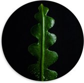 WallClassics - Dibond Muurcirkel - Wikkelvormige Groene Plant - 60x60 cm Foto op Aluminium Muurcirkel (met ophangsysteem)