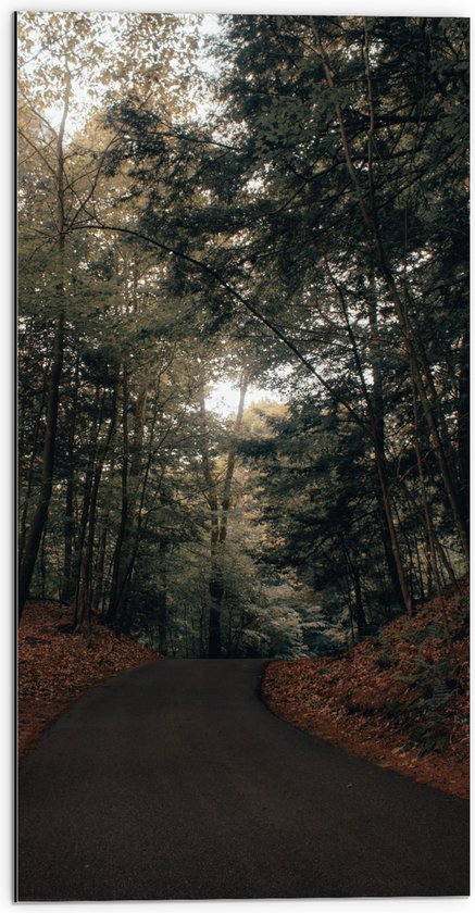 WallClassics - Dibond - Paadje door het Bos - 50x100 cm Foto op Aluminium (Wanddecoratie van metaal)