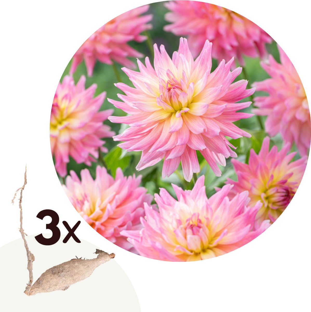 Plant in a Box - Dahlia Melody Gipsy - Set van 3 - Dahliaknollen - Prachtige zomerbloeier - Bloembollen