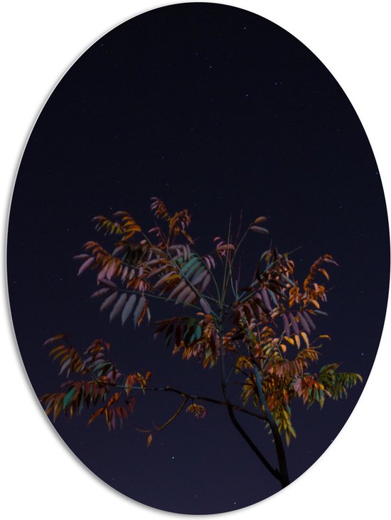 PVC Schuimplaat Ovaal - Tak met Bladeren in Nacht - 81x108 cm Foto op Ovaal (Met Ophangsysteem)