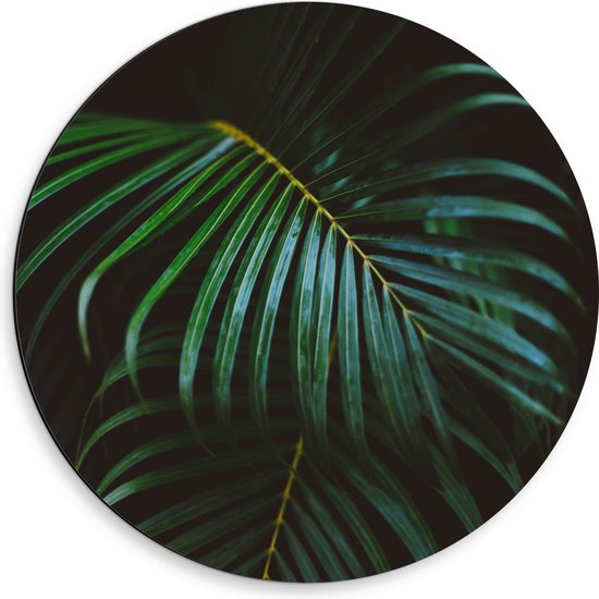 Dibond Muurcirkel - Groene Palmbladeren - 50x50 cm Foto op Aluminium Muurcirkel (met ophangsysteem)