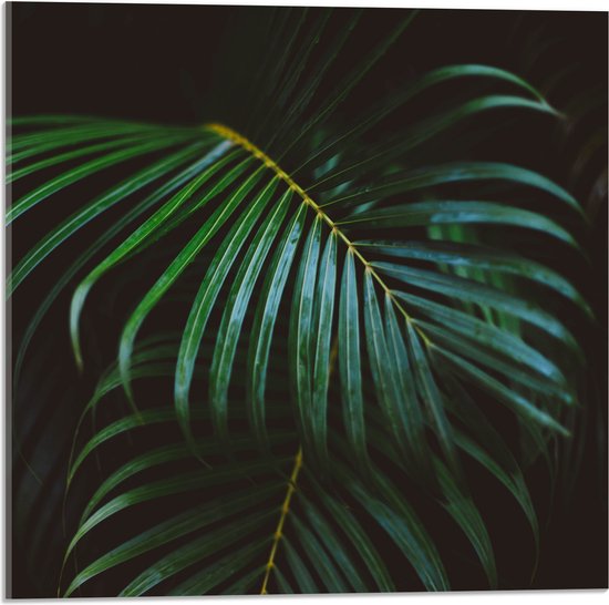 Acrylglas - Groene Palmbladeren - 50x50 cm Foto op Acrylglas (Met Ophangsysteem)