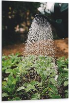 Dibond - Planten Water Geven met Gieter - 80x120 cm Foto op Aluminium (Wanddecoratie van metaal)