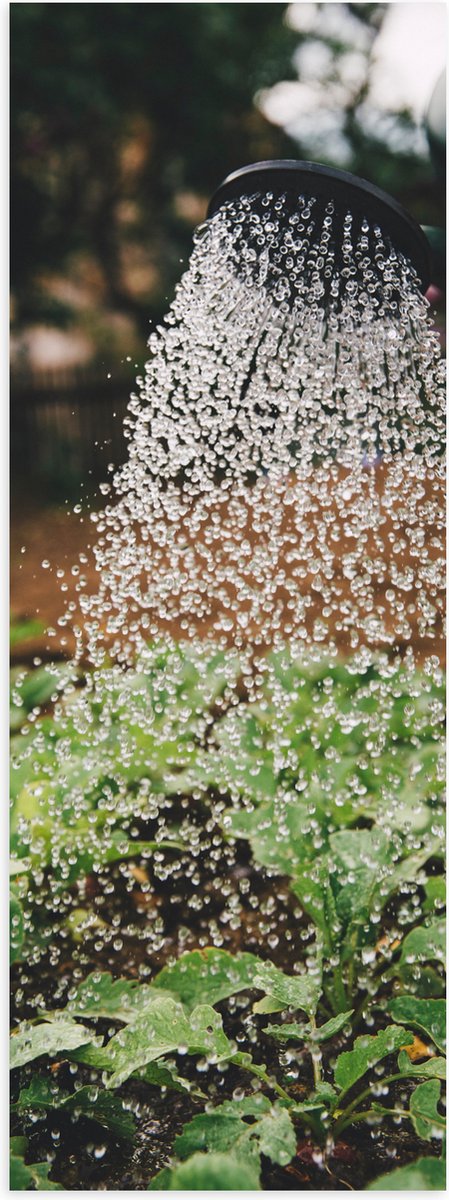 Poster (Mat) - Planten Water Geven met Gieter - 20x60 cm Foto op Posterpapier met een Matt