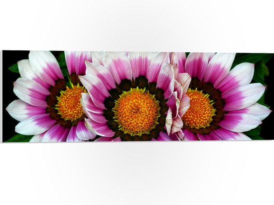 PVC Schuimplaat - Kleurrijke Gazania Rigens Bloemen - 90x30 cm Foto op PVC Schuimplaat (Met Ophangsysteem)