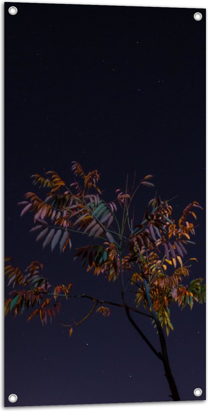 Tuinposter – Tak met Bladeren in Nacht - 50x100 cm Foto op Tuinposter (wanddecoratie voor buiten en binnen)