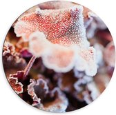 WallClassics - Cercle mural en Dibond - Bloem gelée avec feuilles d'automne - Photo 60x60 cm sur cercle mural en aluminium (avec système de suspension)