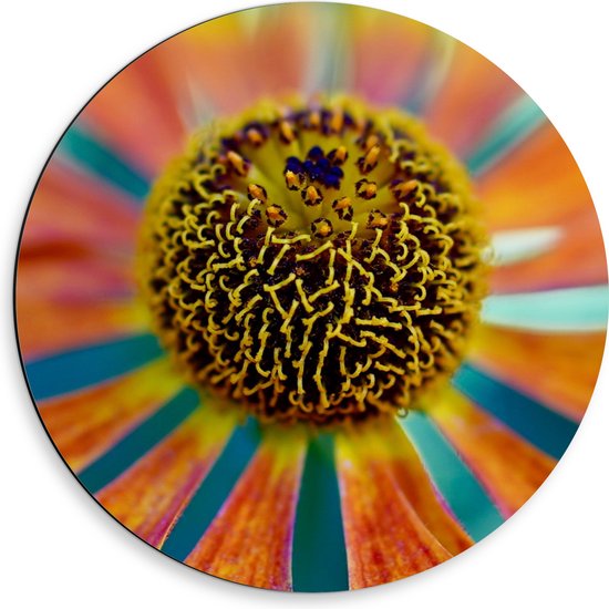Dibond Muurcirkel - Kleurrijke Bloem - 50x50 cm Foto op Aluminium Muurcirkel (met ophangsysteem)