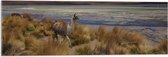 WallClassics - Acrylglas - Lama Lopend door Landschap met Bergen - 90x30 cm Foto op Acrylglas (Wanddecoratie op Acrylaat)