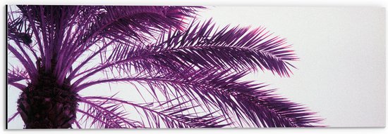 Dibond - Palmboom met Paarse Gloed - 60x20 cm Foto op Aluminium (Met Ophangsysteem)