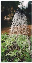 Dibond - Planten Water Geven met Gieter - 50x100 cm Foto op Aluminium (Wanddecoratie van metaal)