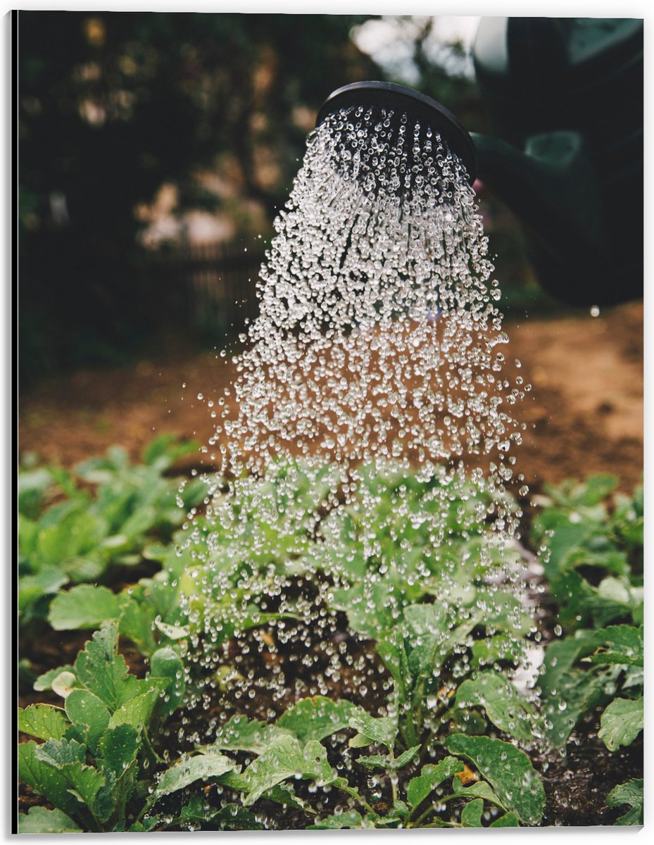 Dibond - Planten Water Geven met Gieter - 30x40 cm Foto op Aluminium (Wanddecoratie van me