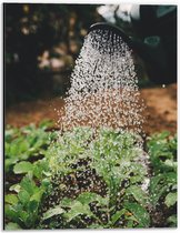 Dibond - Planten Water Geven met Gieter - 30x40 cm Foto op Aluminium (Wanddecoratie van metaal)