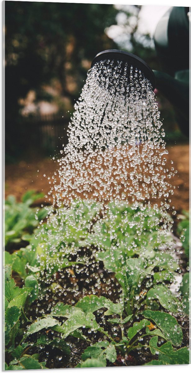 Acrylglas - Planten Water Geven met Gieter - 50x100 cm Foto op Acrylglas (Wanddecoratie op