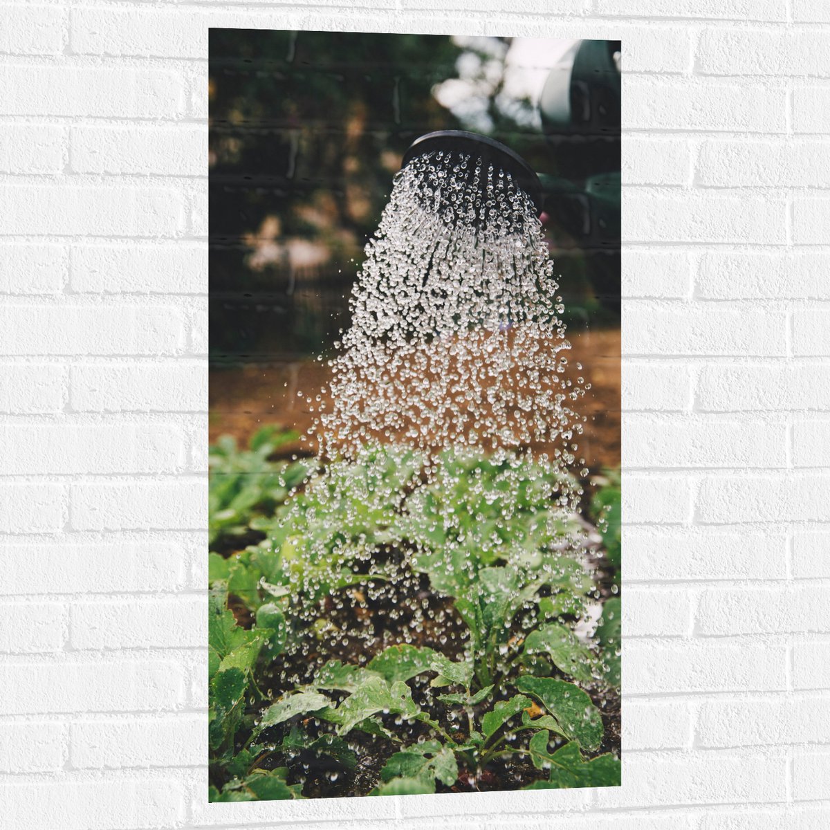 Muursticker - Planten Water Geven met Gieter - 50x100 cm Foto op Muursticker