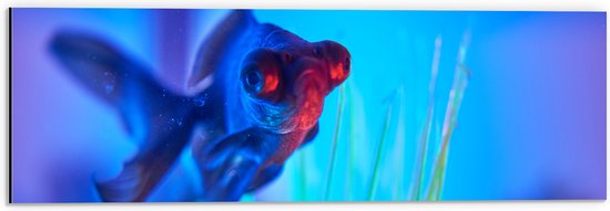 Dibond - Zwemmende Vis in het Water - 60x20 cm Foto op Aluminium (Wanddecoratie van metaal)