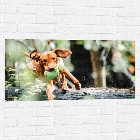 Muursticker - Spelende Hond met Bal bij Boomstam in Bos - 100x50 cm Foto op Muursticker