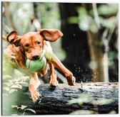 Dibond - Spelende Hond met Bal bij Boomstam in Bos - 50x50 cm Foto op Aluminium (Met Ophangsysteem)