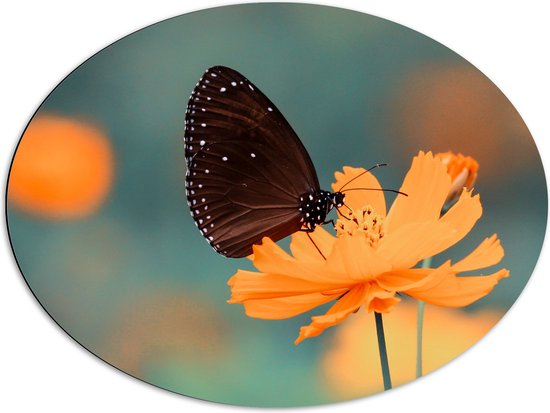 WallClassics - Dibond Ovaal - Bruine Vlinder op Feloranje Bloem - 80x60 cm Foto op Ovaal (Met Ophangsysteem)