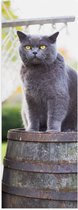 WallClassics - Poster Glanzend – Grijze Kat met Gele Ogen op Houten Ton - 20x60 cm Foto op Posterpapier met Glanzende Afwerking