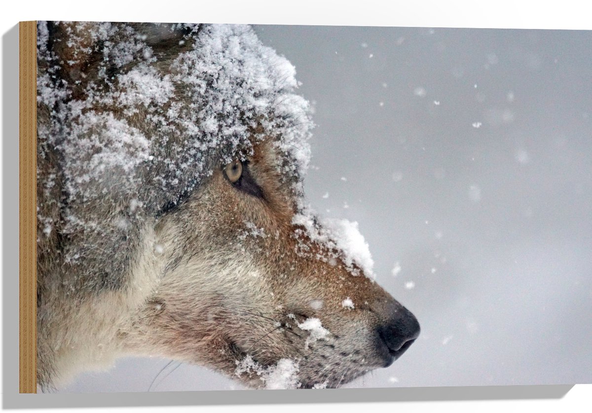 Hout - Vlokken Sneeuw op Kop van Geconcentreerde Wolf - 60x40 cm - 9 mm dik - Foto op Hout