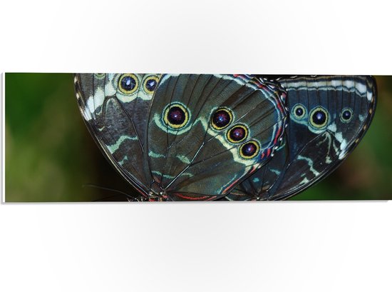 WallClassics - PVC Schuimplaat- Morpho Vlinder op Donkergroen Blad - 60x20 cm Foto op PVC Schuimplaat