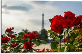 Dibond - Rode Rozenstruik voor Eiffeltoren in Parijs, Frankrijk - 75x50 cm Foto op Aluminium (Wanddecoratie van metaal)