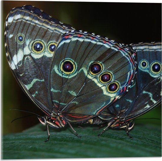 WallClassics - Acrylglas - Morpho Vlinder op Donkergroen Blad - 50x50 cm Foto op Acrylglas (Met Ophangsysteem)