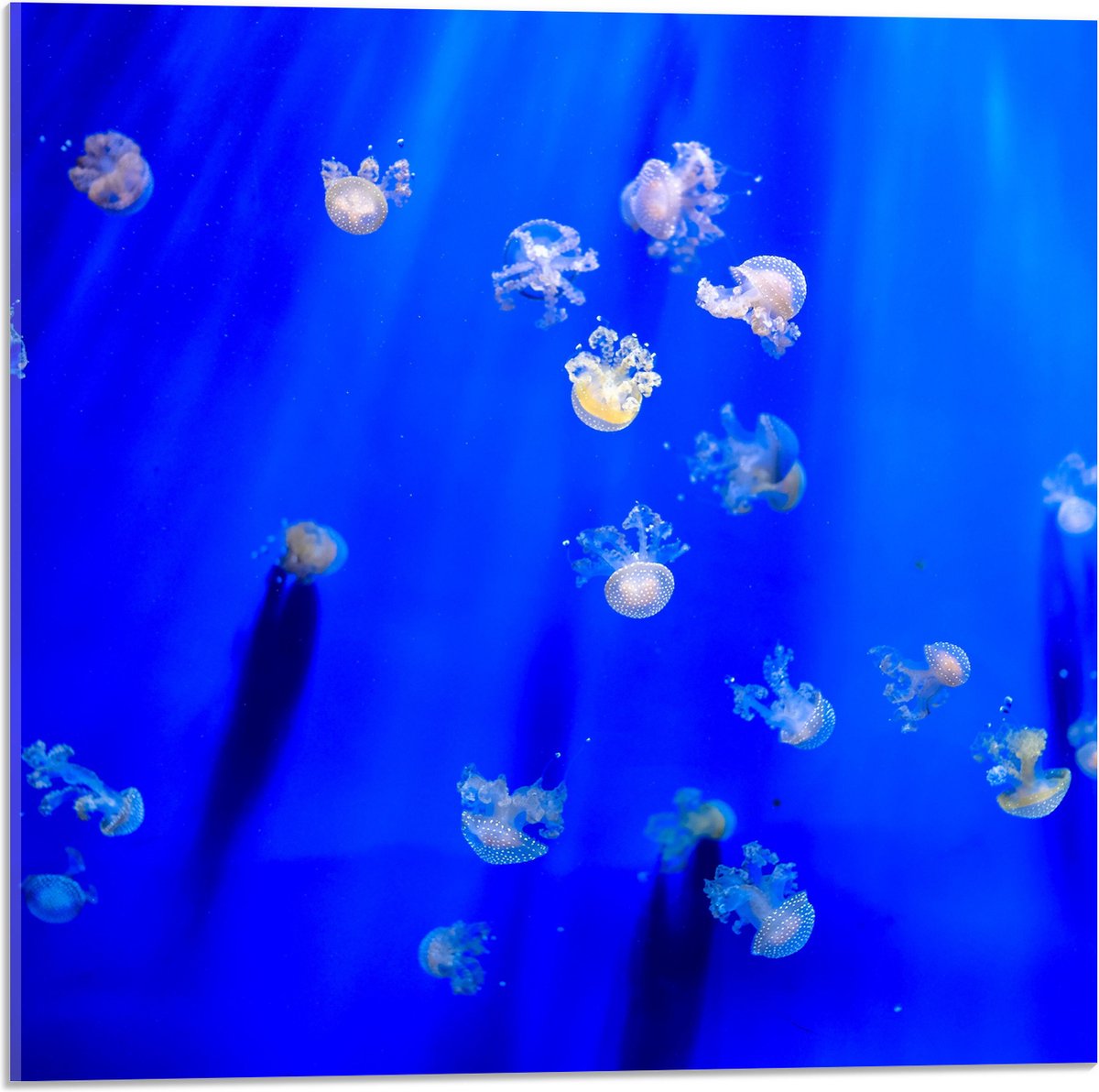 Acrylglas - Groep Mini Kwallen in het Aquarium - 50x50 cm Foto op Acrylglas (Wanddecoratie op Acrylaat)